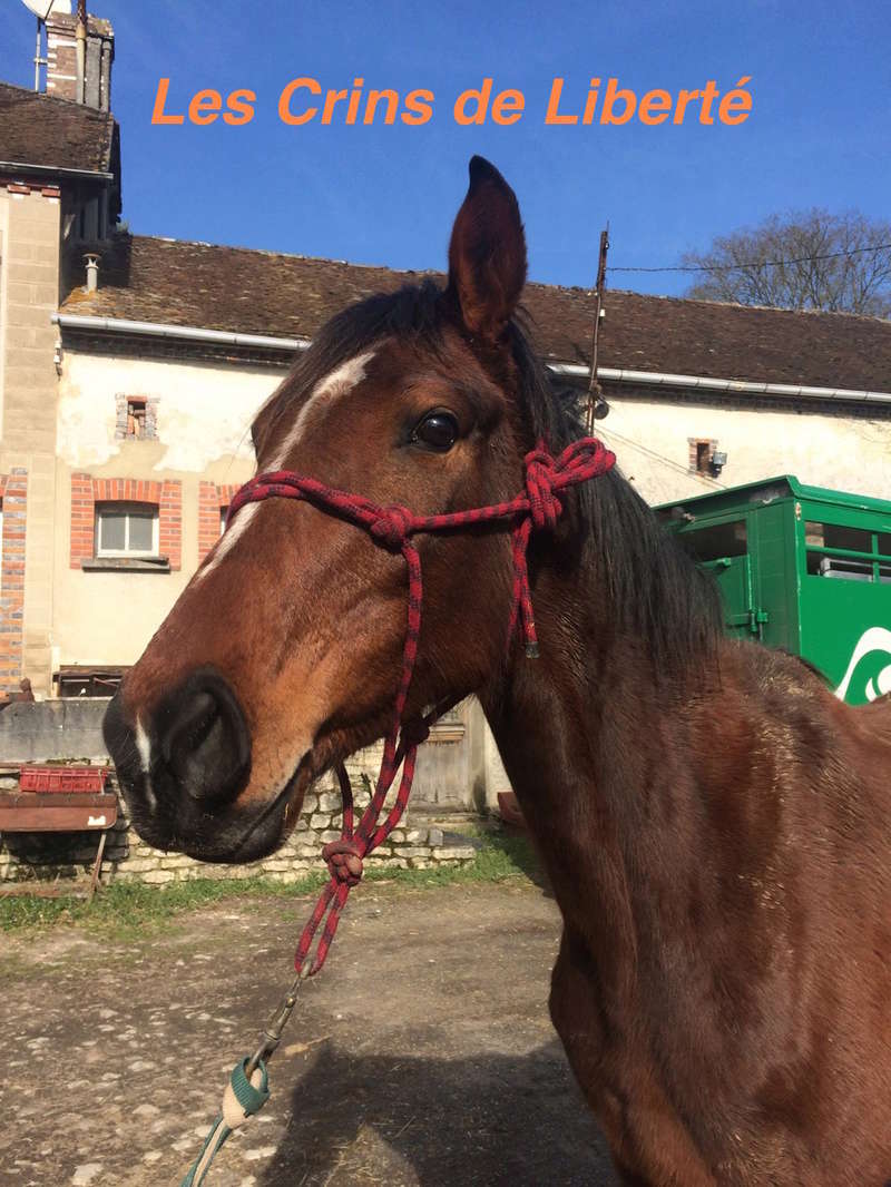 Dpt 77, 6 ans, Belle de la Faye, jument AA, sauvée par Idylle (Marie) (Mars 2017) Img_1911