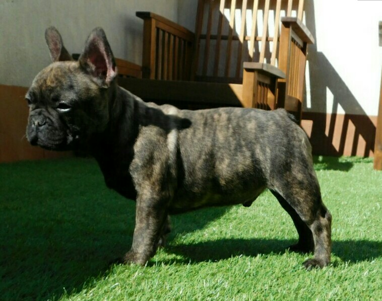  Dos Touros Kennel - Cachorro disponible ( macho ) Img_2017