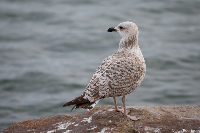 ID Larus michahellis? Img_3911