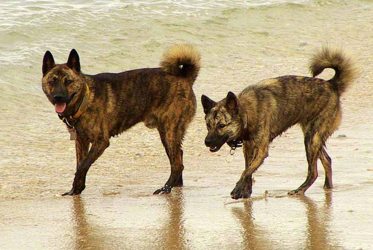 Рюкю  (琉球犬) и Дзёмон-сиба (яп. 縄文柴犬)сиба (縄文柴犬) Yzaa_a12