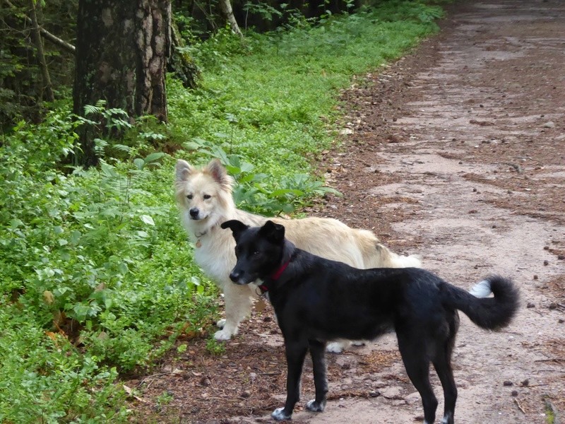 LILOU (ex-KENYA) - femelle, croisée, de taille petite à moyenne, née mars 2014 - (Pascani) - adoptée par mimi (dpt68) - Page 3 P1000120