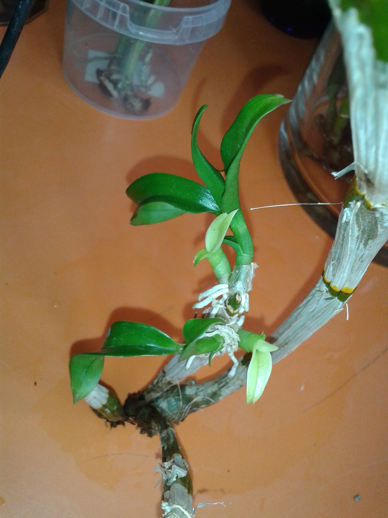 Sauvetage dendrobium phalaenopsis 2017-017