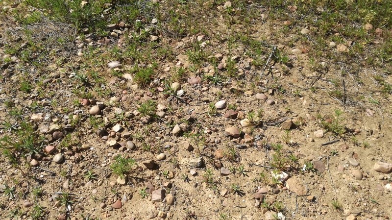Malas hierbas difíciles en el olivar: margaritas 2017-010