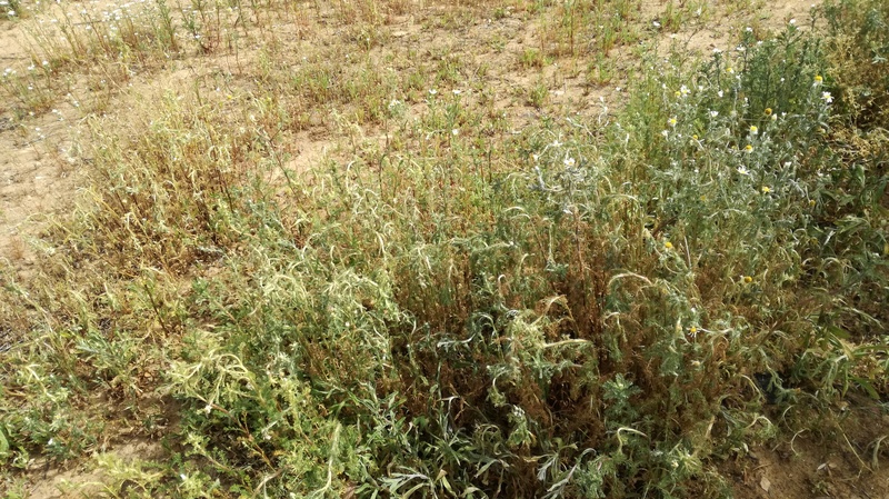 Malas hierbas difíciles en el olivar 2017-023