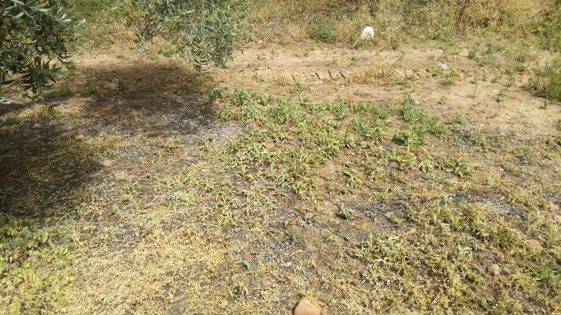 Malas hierbas difíciles en el olivar: margaritas 2017-025