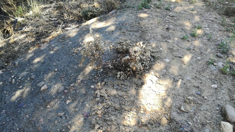 Malas hierbas difíciles en el olivar: margaritas 2017-033