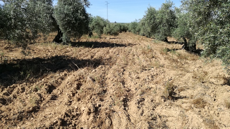 Malas hierbas difíciles en el olivar: margaritas 2017-037