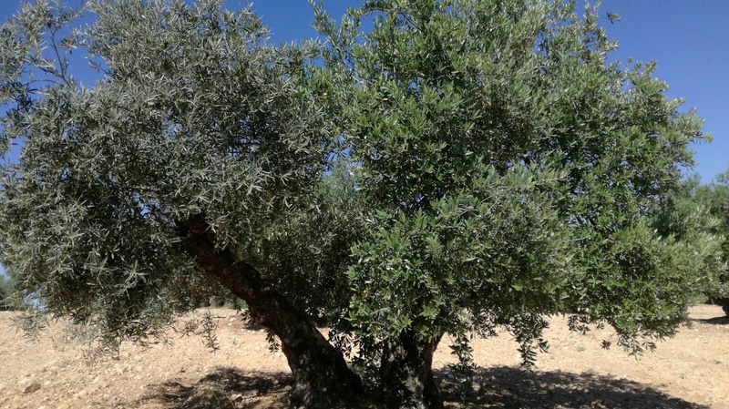 Trasplante de pie de olivo 2_pata10