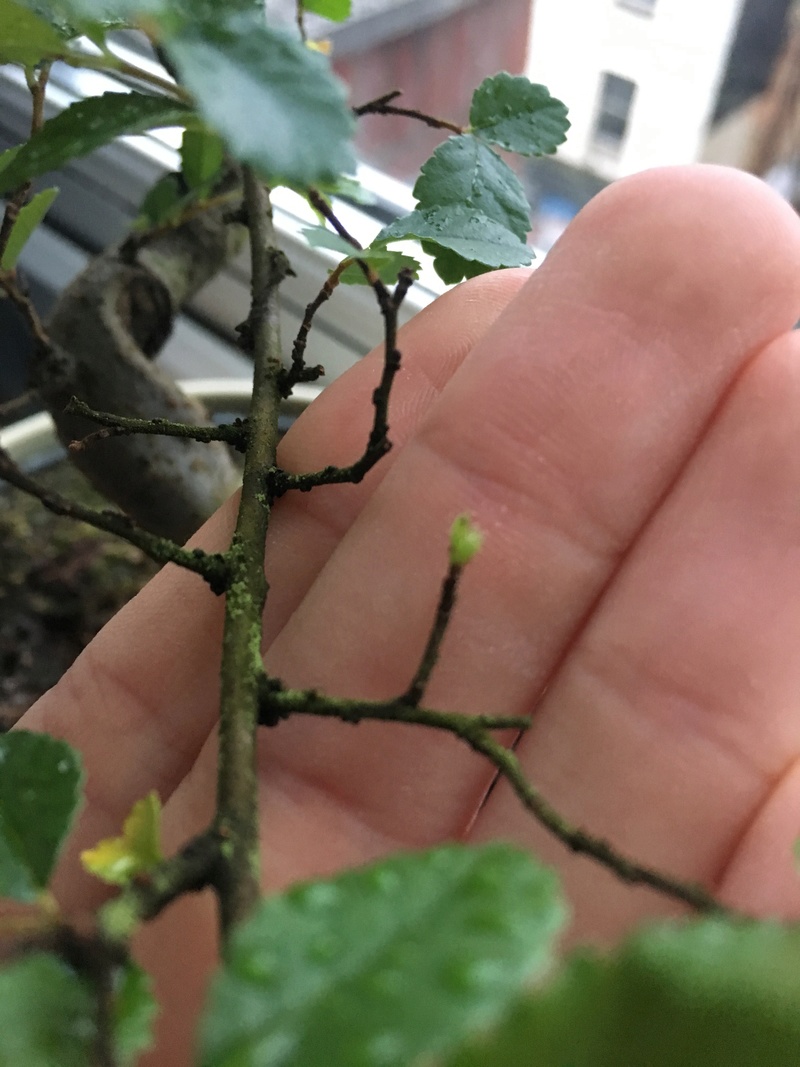 Beginner here! Chinese elm - sick tree? Img_2611