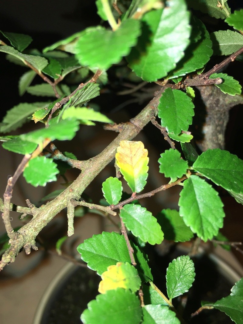 Beginner here! Chinese elm - sick tree? Img_2615