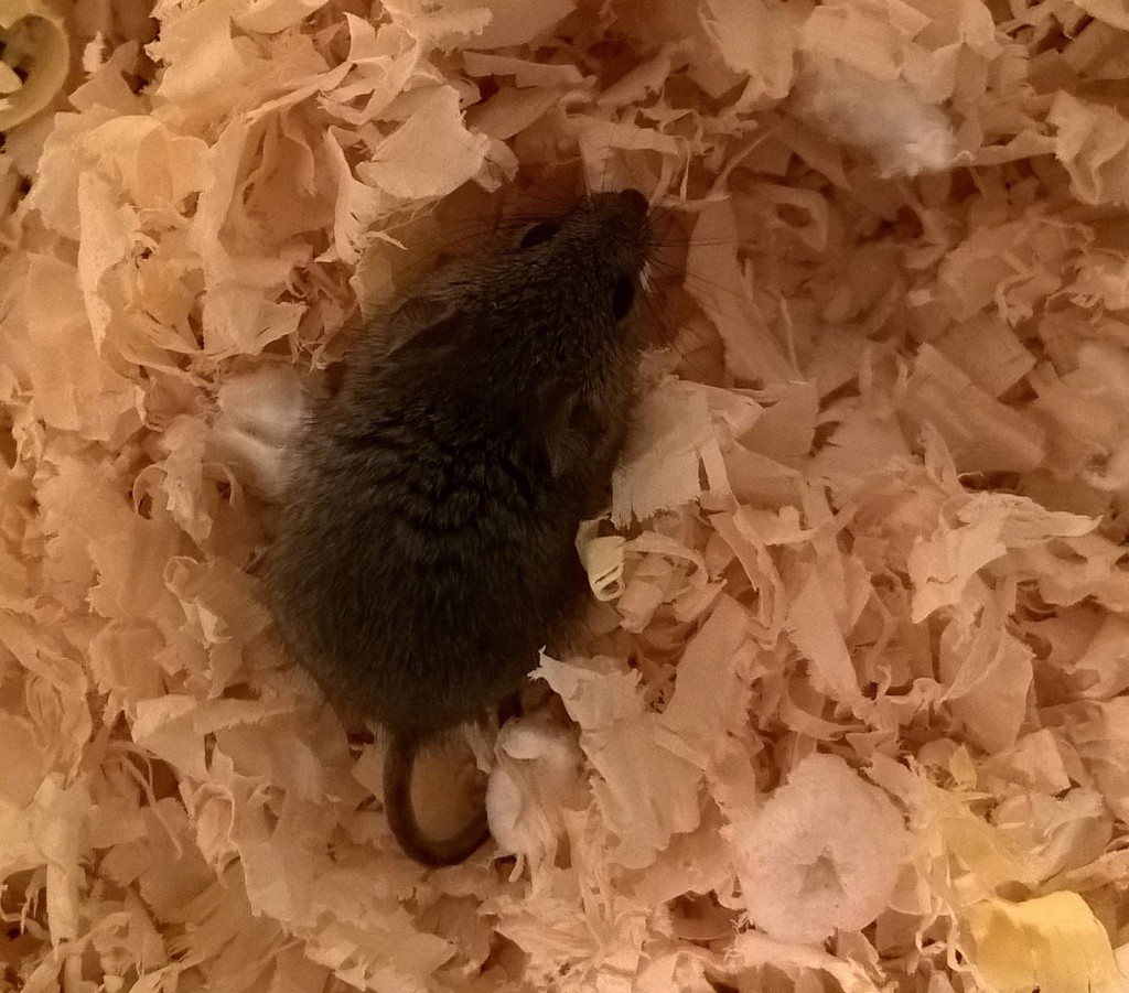 Need help with tiny wild house mouse Koala210