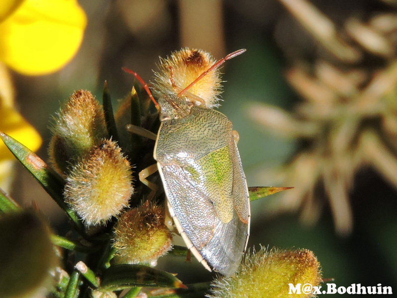 [Piezodorus lituratus] Palomena prasina ? Punais11