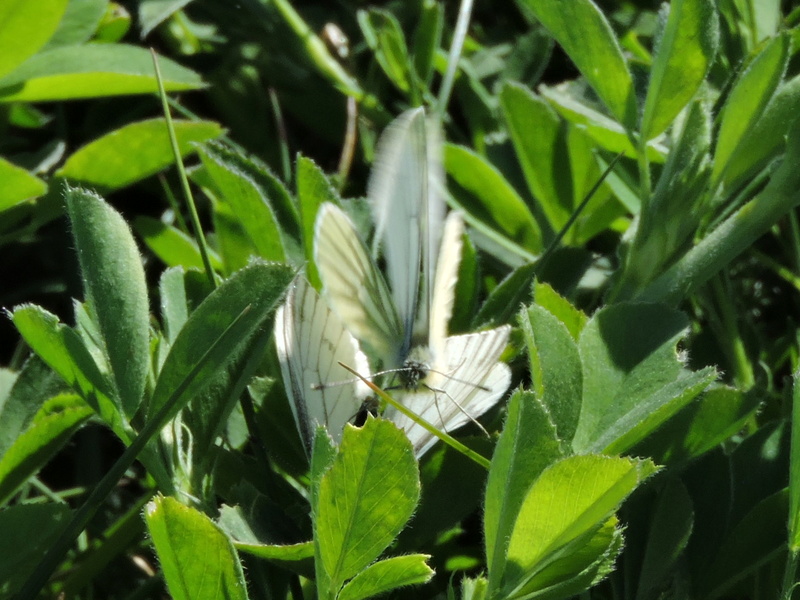 [Pieris napi] Pieris ou Aporia ? Rscn0612