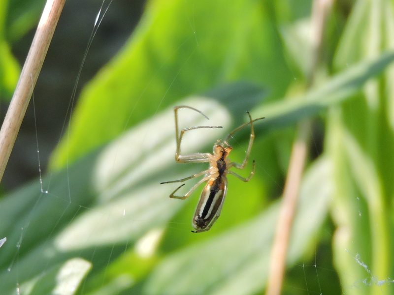 araignée inconnu Rscn2017