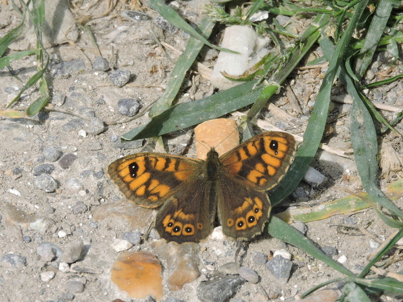 [Lasiommata megera] papillon à identifier  Rscn4425