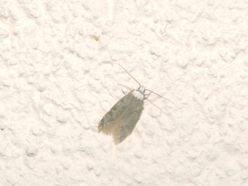 [Endrosis sarcitrella] un Noctuidae Rscn5119