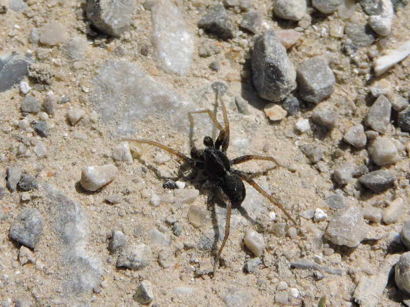 Theridiidae ? Rscn5611