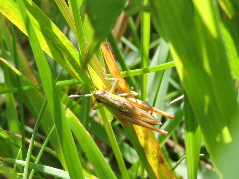 [Pseudochorthippus parallelus] criquet inconnu  Rscn6020