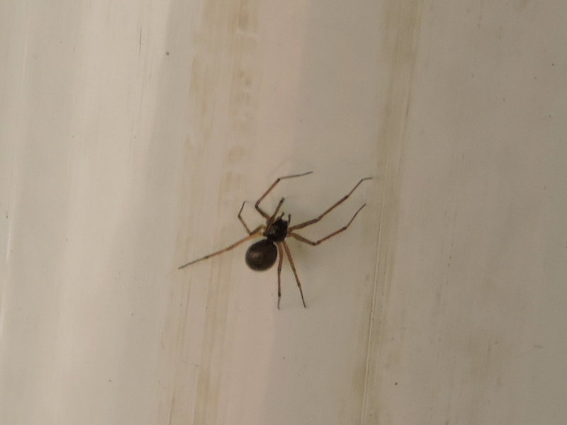 petit araignée inconnu Rscn6117