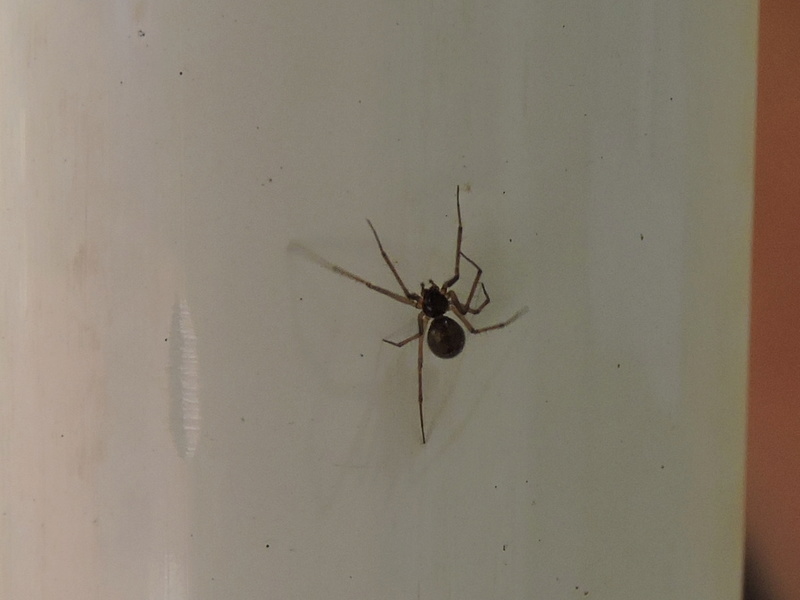 petit araignée inconnu Rscn6123