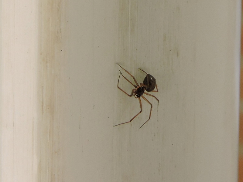 petit araignée inconnu Rscn6124