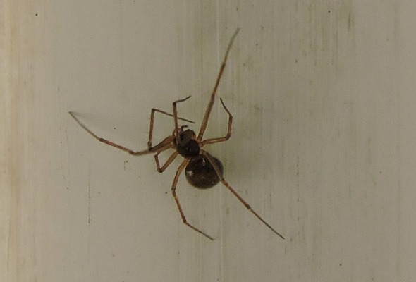 petit araignée inconnu Rscn6125