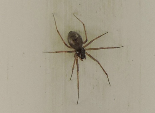 petit araignée inconnu Rscn6126