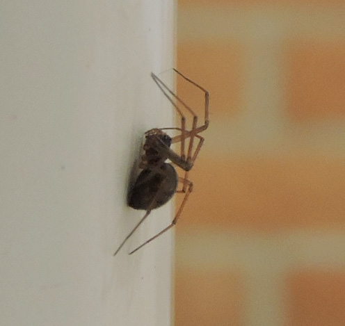 petit araignée inconnu Rscn6127