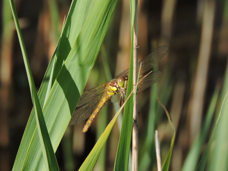 [Sympetrum striolatum] Sympetrum sanguineum ? Rscn6210