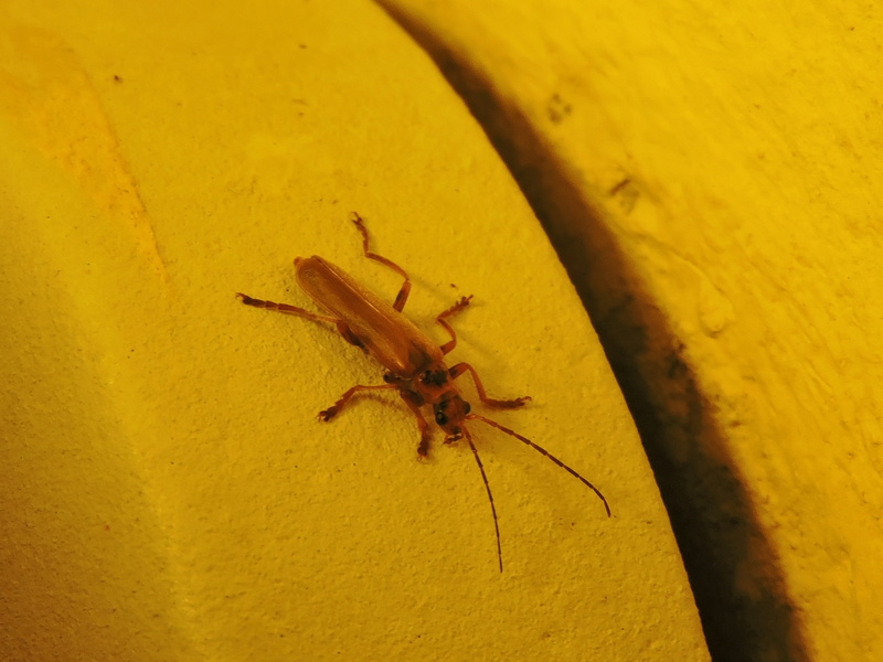 Cantharis ? Rscn6710
