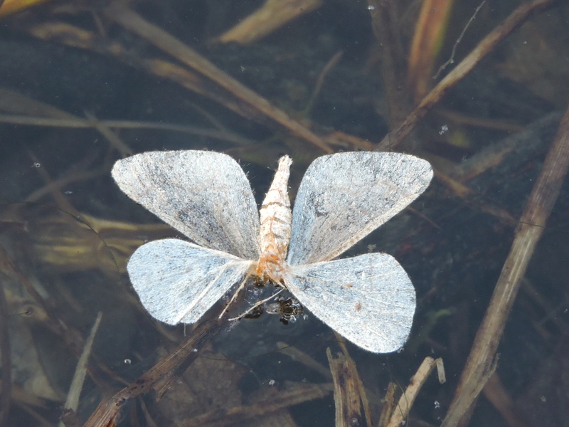 [cf. Agriopis marginaria] papillon blanc Rscn8910