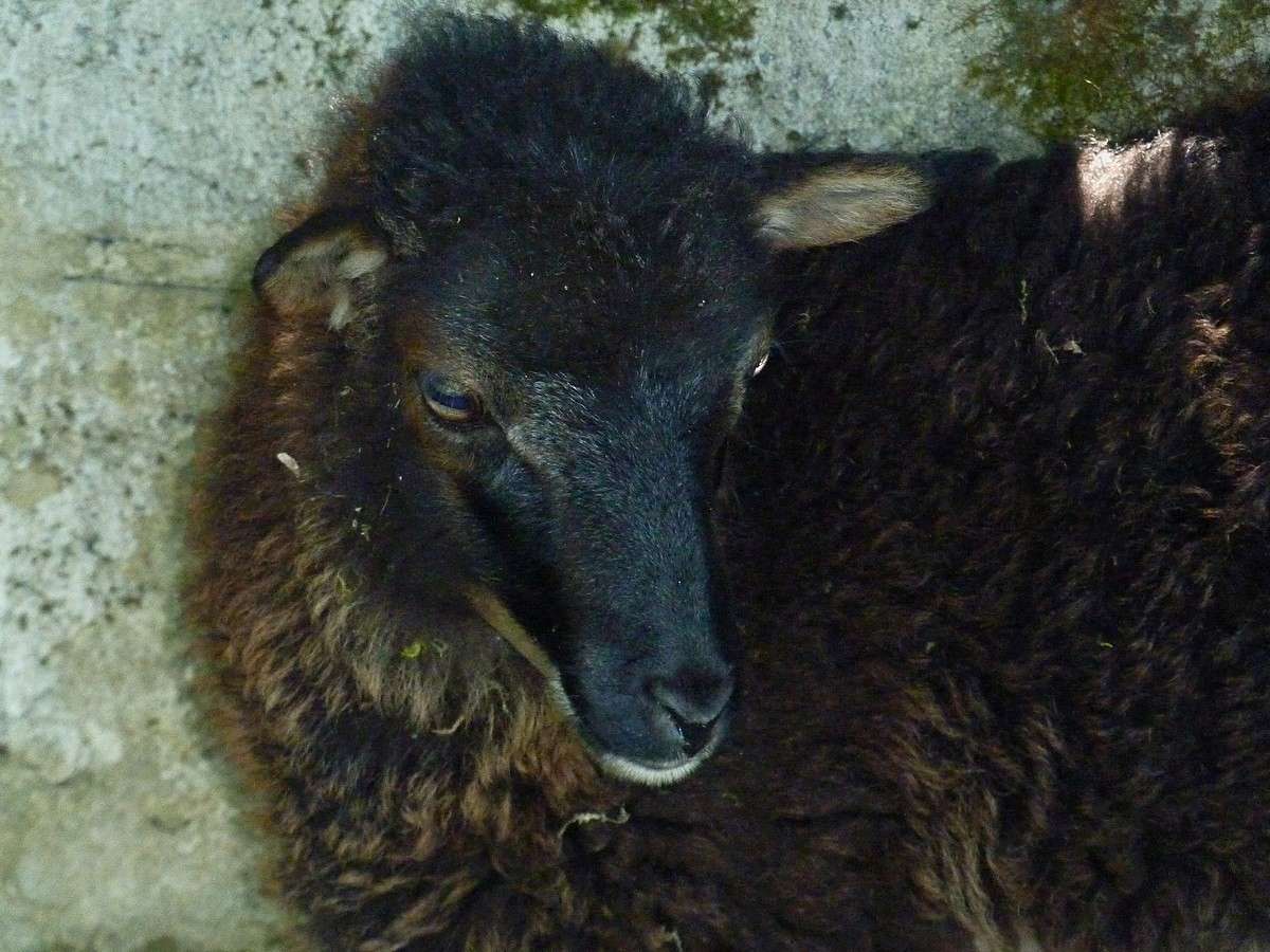 Dans ma prairie en 2017. moutons d'Ouessant. et beaux couchers de soleil. 511