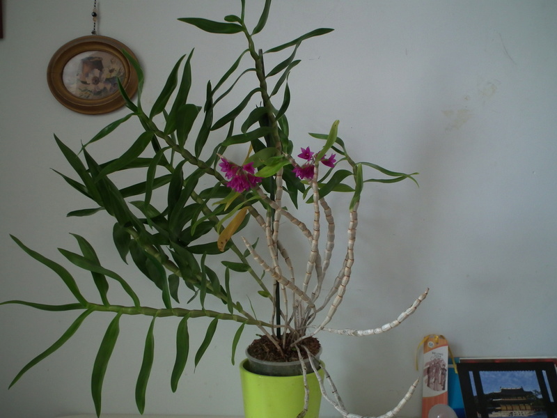 Dendrobium miyakei Dscf6718