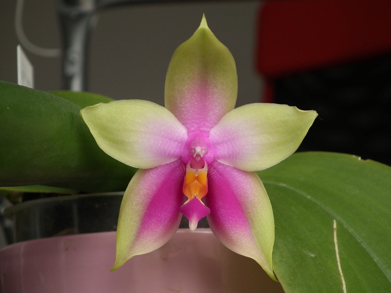 Phalaenopsis Samera (bellina x violacea) Dscf6816
