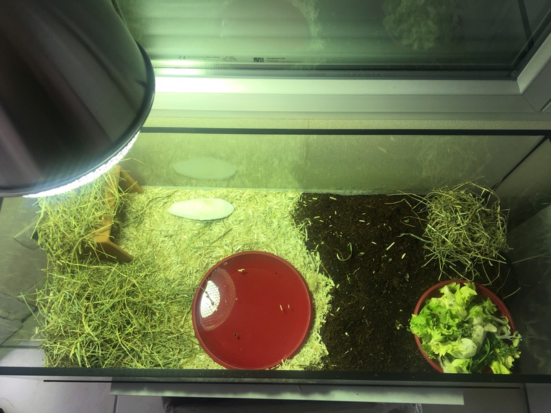 help me... ma tortue ne mange pas