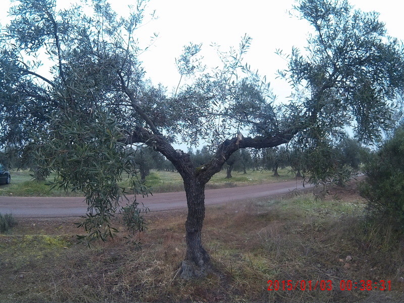 Opiniones sobre el abonado de mi olivar (Ciudad Real) 00380011