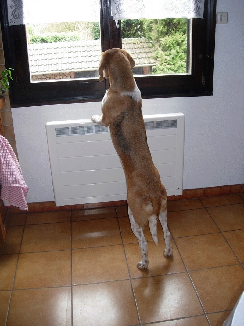 ALIENOR, croisée beagle pointer, 4 ans, femelle - Page 3 Dscn1117