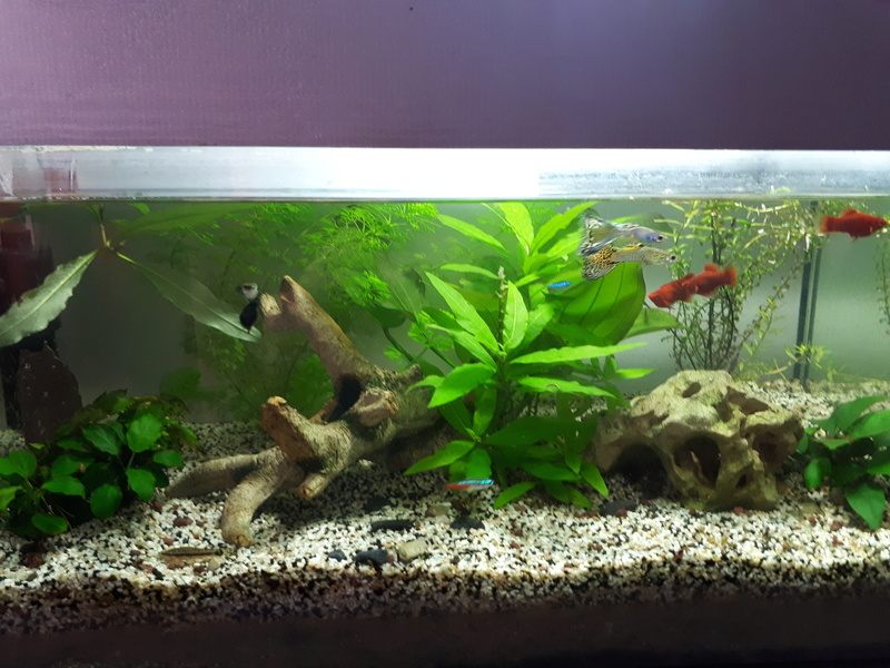 Mon Premier Aqua 12 60l Eau Douce Tempérée