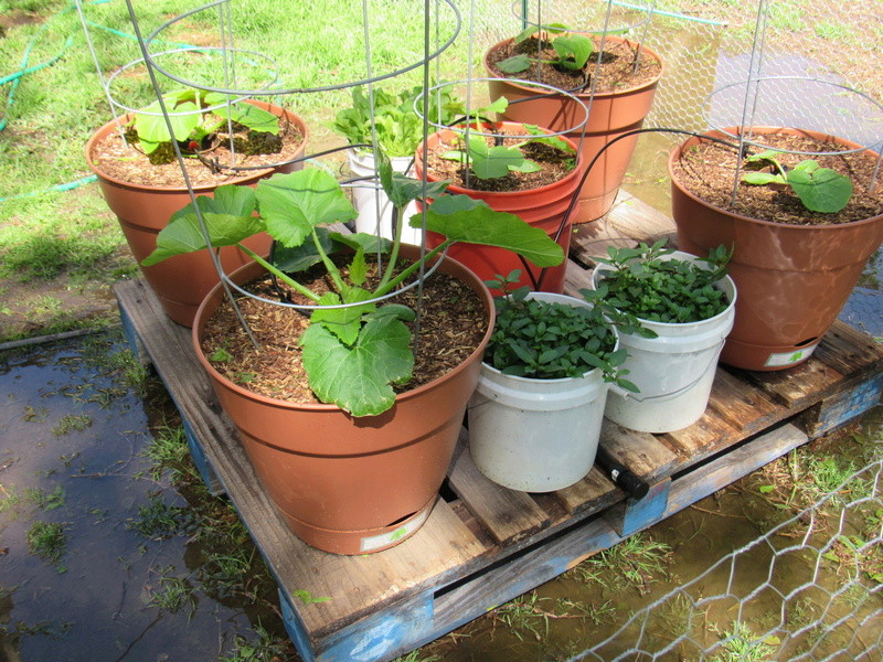 Growing zucchini in containers Img_0410