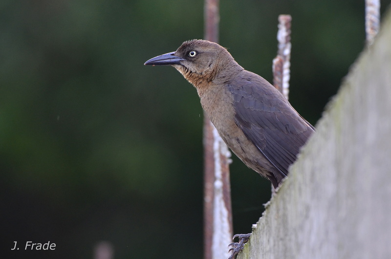 Costa Rica 2017 - Great-tailed Grackle (Quiscalus mexicanus) Dsc_7810