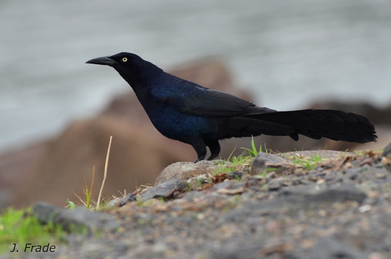 Costa Rica 2017 - Great-tailed Grackle (Quiscalus mexicanus) Dsc_8711