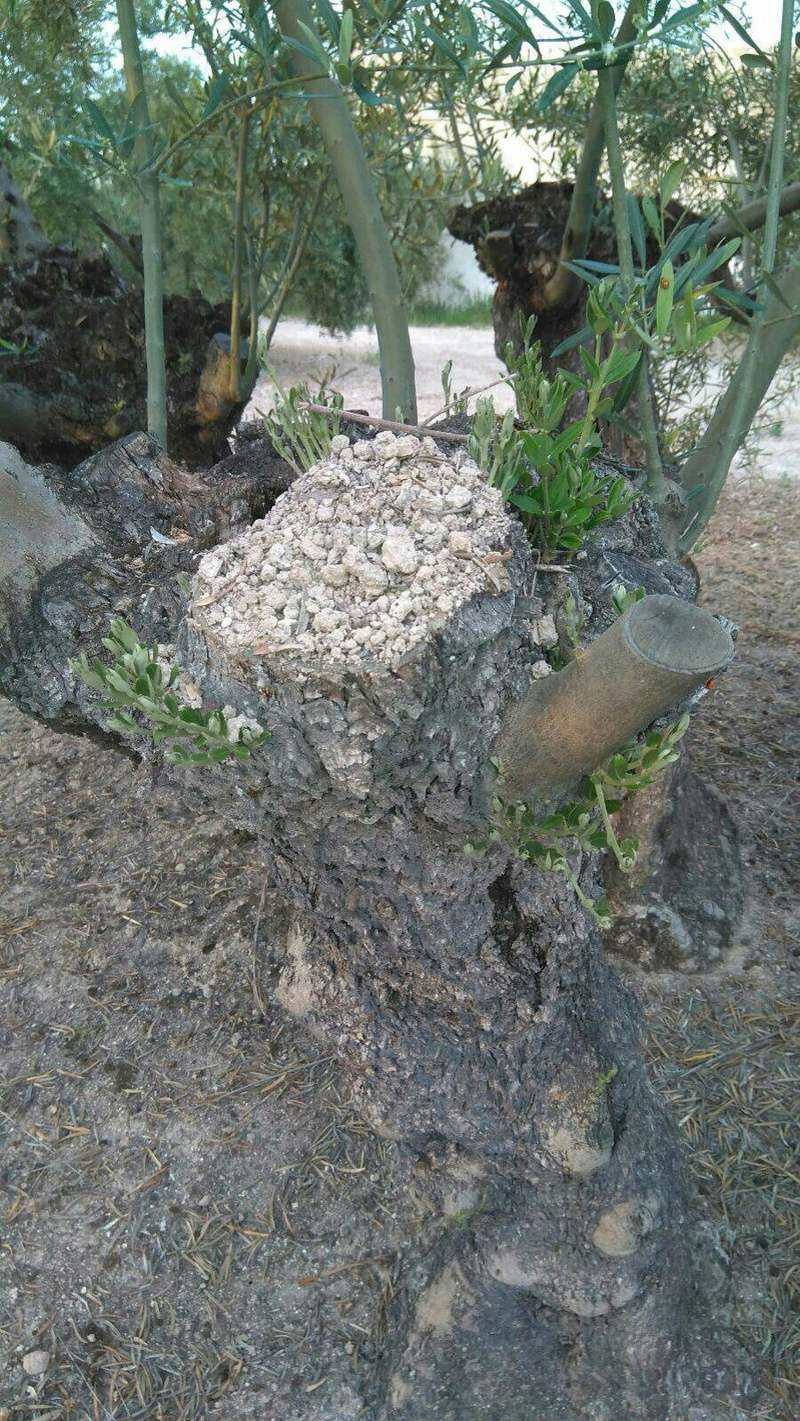 Arrojes en cortes de olivos talados este año (Córdoba) 1qkrz210