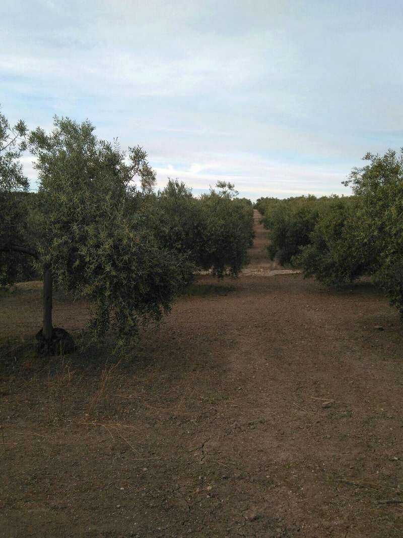 Arrojes en cortes de olivos talados este año (Córdoba) 1ydhkc10