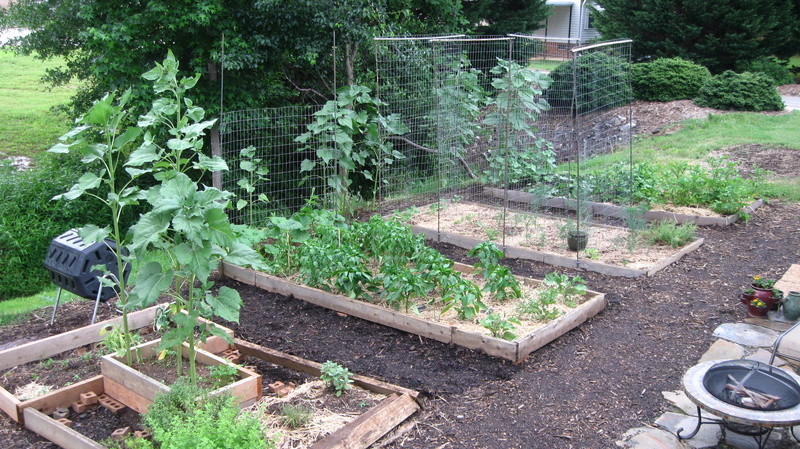 Our garden in the Upstate SC Img_1414