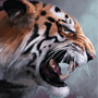 Patience Tigerp10