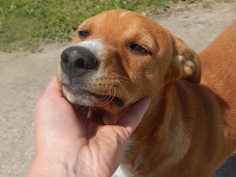 ROXIE petite chiot dans un cimetière - en pension dans le 28 18644210