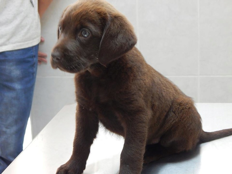 BIMBO petit bout de chocolat déguisé en labrador - BULGARIE  19021210