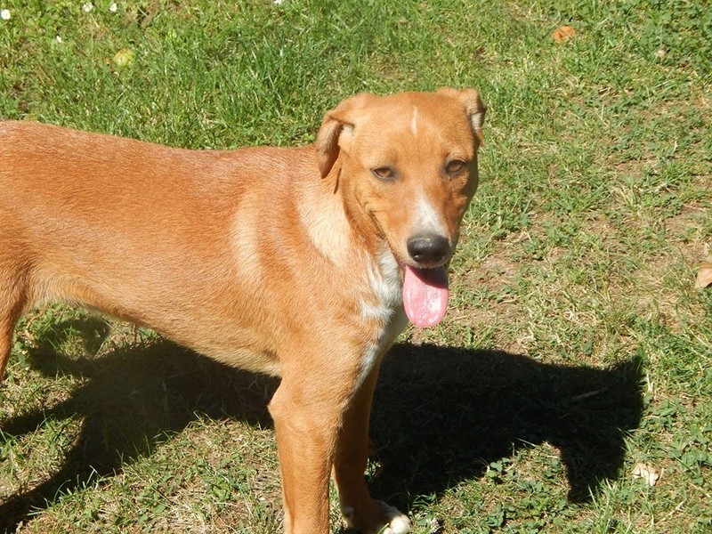 ROXIE petite chiot dans un cimetière - en pension dans le 28 19114710