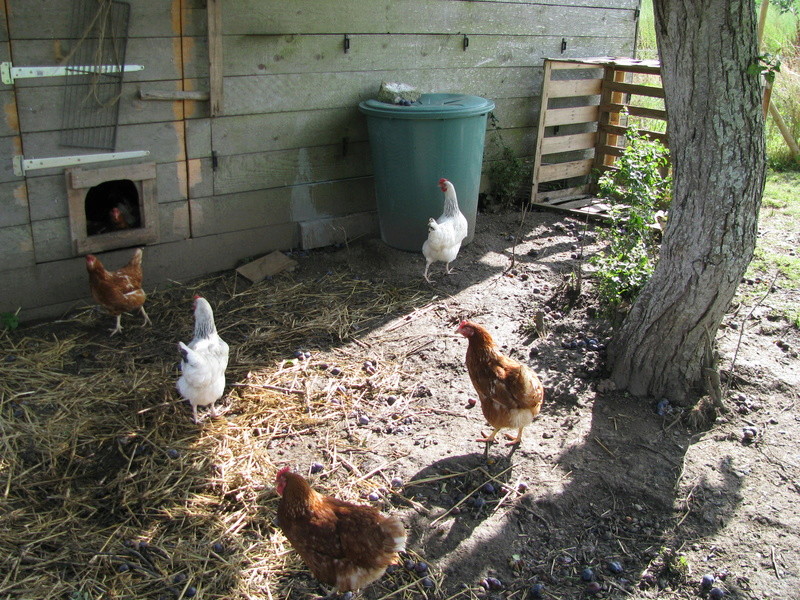 La ferme du Bio d'à côté. Photo_12