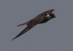 Falco peregrinus ou subbuteo 2017-039